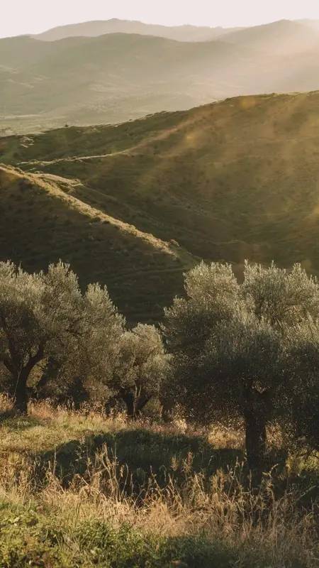 Colline e uliveti dell'Umbria al tramonto