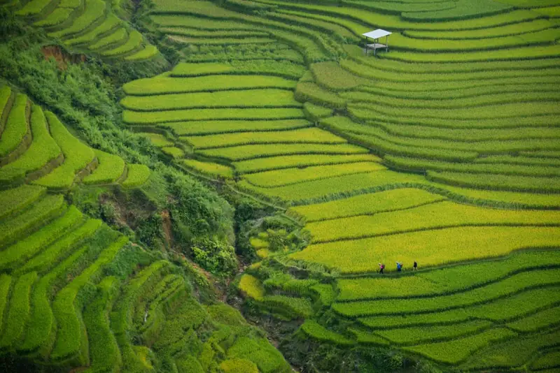 Risaie terrazzate verdi in Vietnam